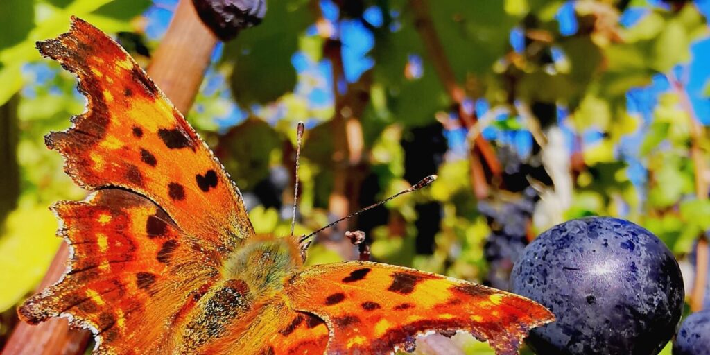 „Bei Wein wird gelogen, dass sich die Balken biegen“