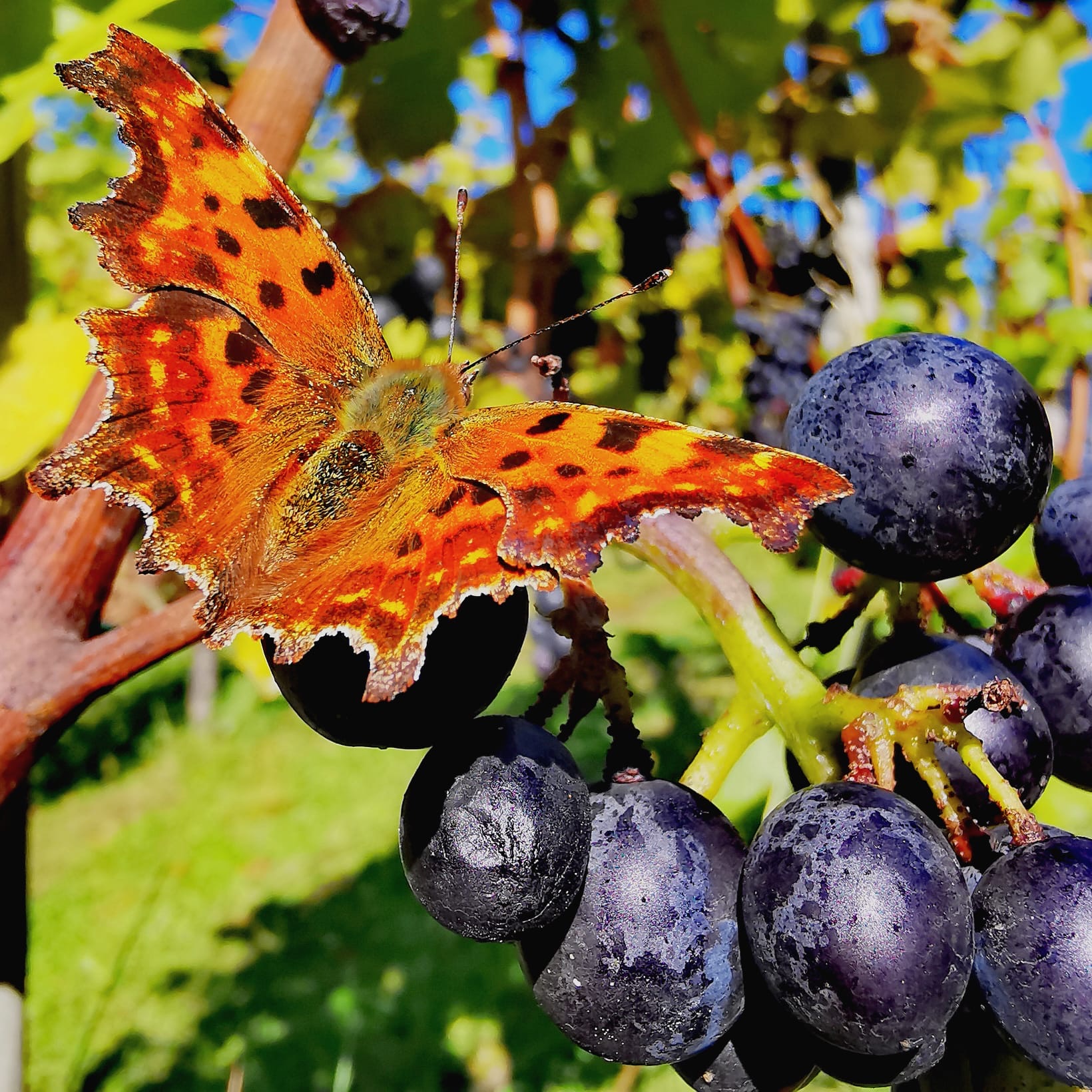 „Bei Wein wird gelogen, dass sich die Balken biegen“