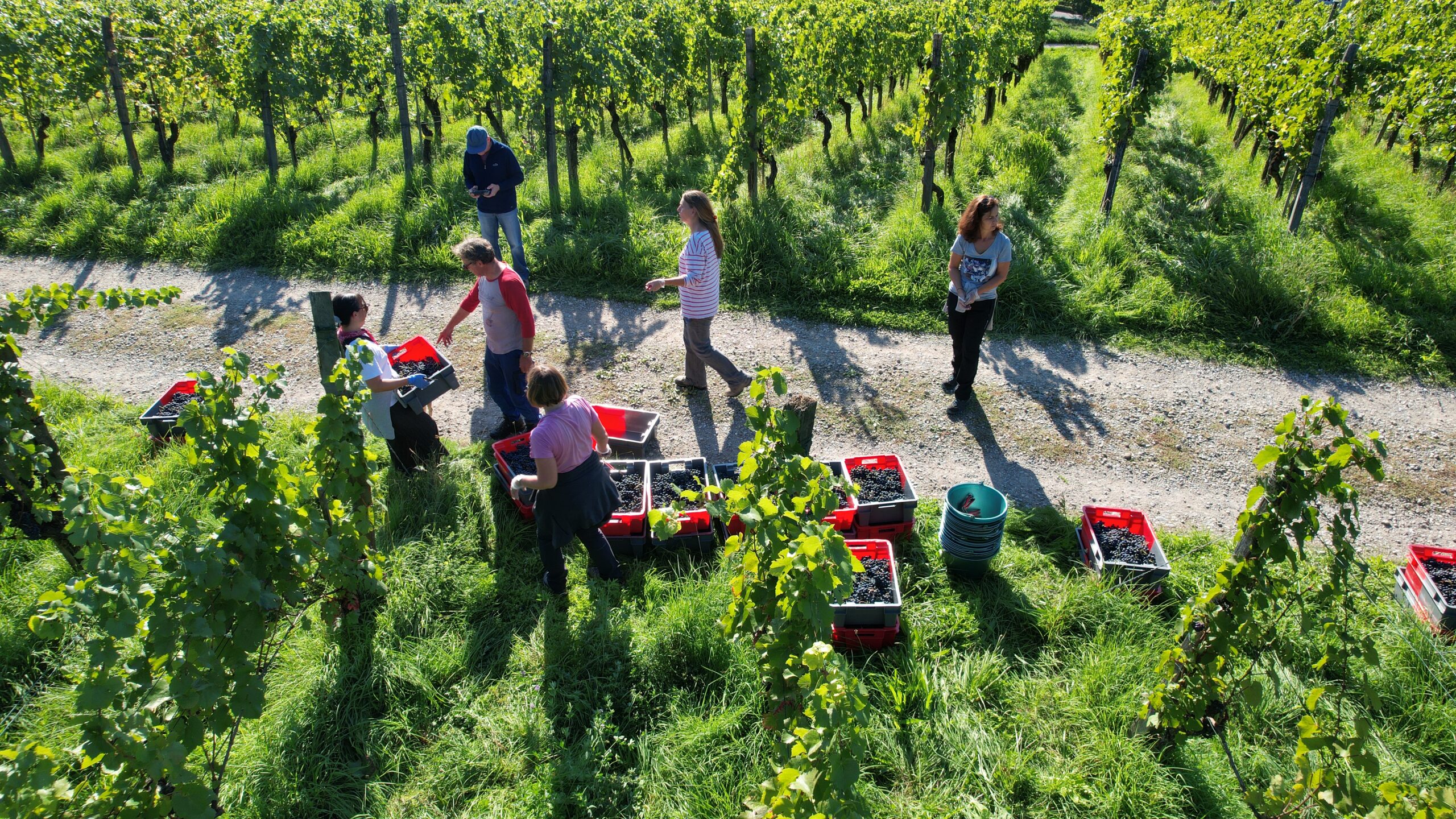 Wo entsteht der Wein? Im Keller oder im Weinberg?